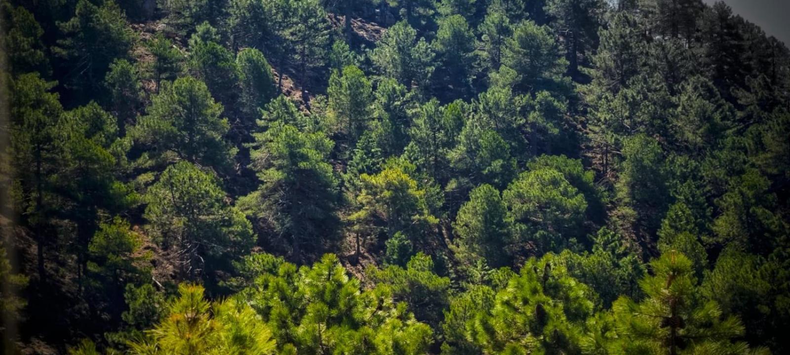 Casa Rural La Piedra Del Cambron Villaverde De Guadalimar Eksteriør bilde